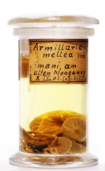 Vorschaubild Armillaria mellea (Vahl) P.Kumm.